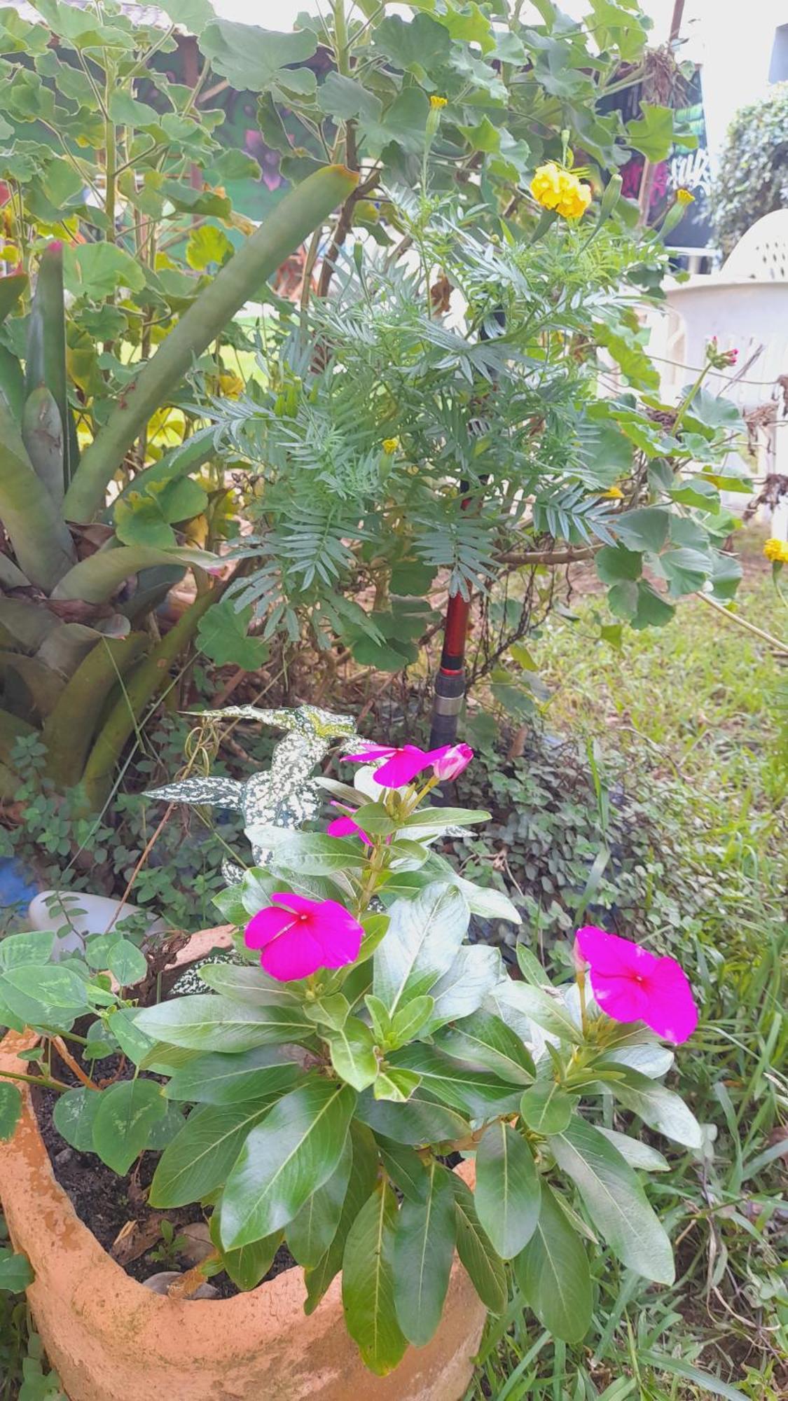 Pousada Flora Buzios Eksteriør billede